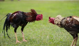 Hé Lộ Ưu Đãi Cực Khủng Tại Sảnh Đá Gà AOG VL88