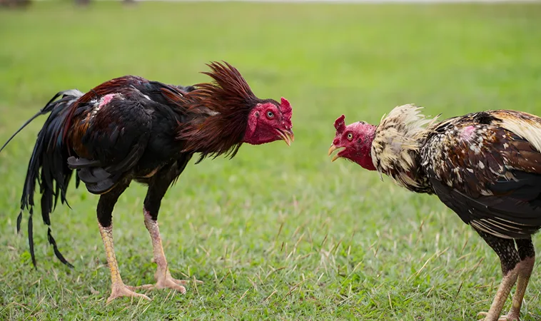 Hé Lộ Ưu Đãi Cực Khủng Tại Sảnh Đá Gà AOG VL88