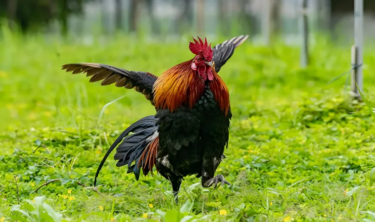 Sảnh Đá Gà WS168 VL88: Trải Nghiệm Cá Cược Đỉnh Cao Ngay Hôm Nay! 2 Hướng Dẫn Tham Gia Cá Cược Tại WS168